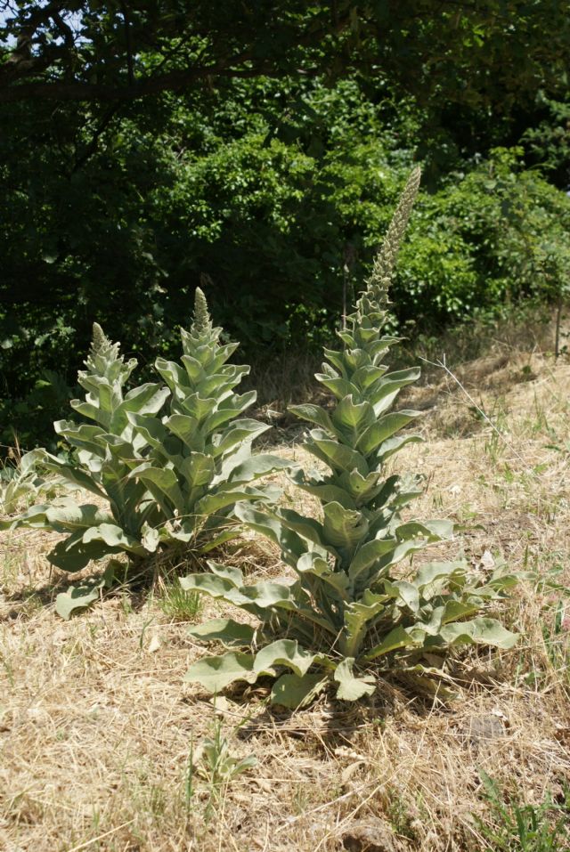 Verbascum thapsus / Tasso-barbasso